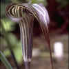 Arisaema ciliatum bloem 2.jpg (25829 bytes)