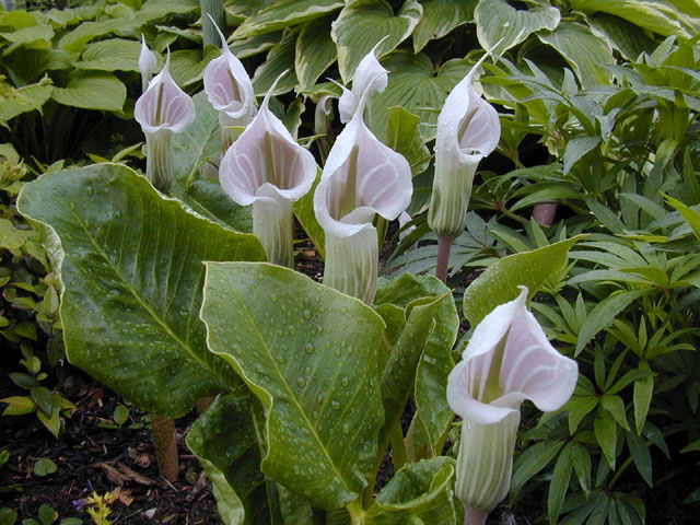 Arisaema Candidissimum