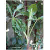 Arisaema consanquineum 'variegata' (AROID).JPG (48016 bytes)