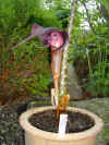 Arisaema speciosum bloem.jpg (97826 bytes)