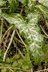 arum italicum blad.jpg (61729 bytes)