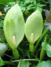 arum italicum bloem.jpg (37192 bytes)